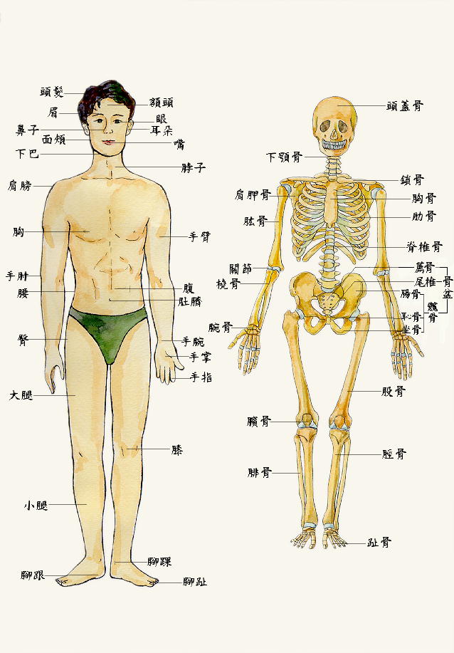 人體圖