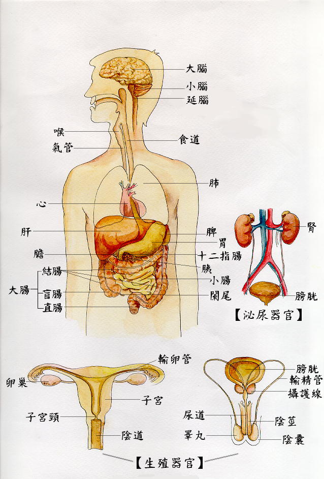 人體器官圖