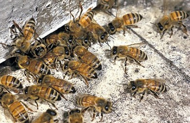 動物：蜜蜂