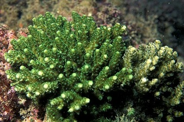 動物：軸孔珊瑚