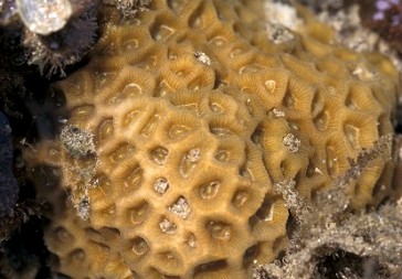 動物：角菊珊瑚