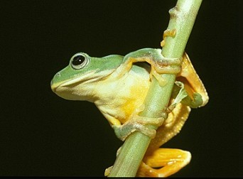 動物：臺北樹蛙