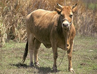 動物：黃牛